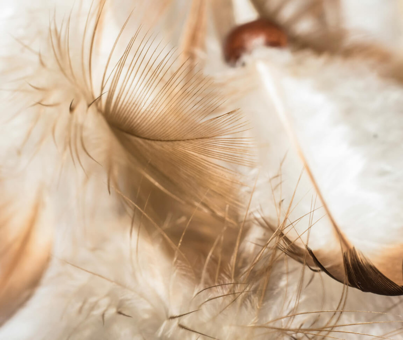 Close-up of soft beige feathers overlapping on a white surface.